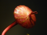 P1090257.JPG